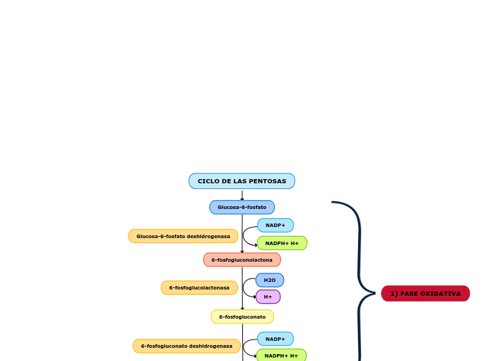 CICLO DE LAS PENTOSAS