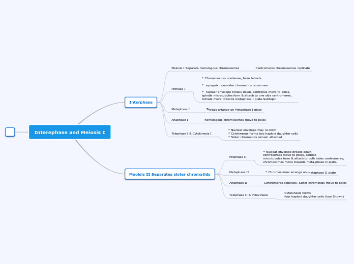 Interephase and Meiosis I