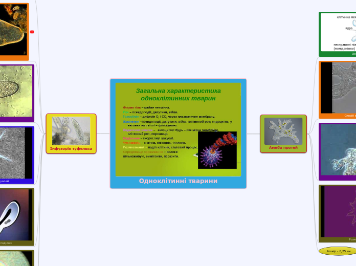 Одноклітинні тварини - Мыслительная карта
