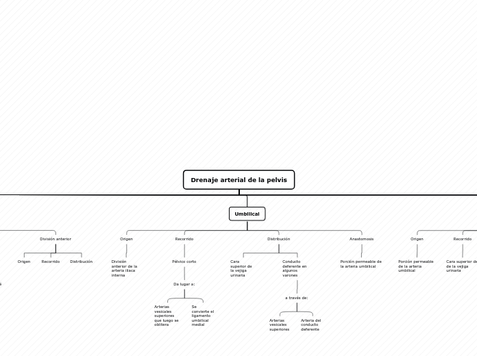 Drenaje arterial de la pelvis - Mapa Mental