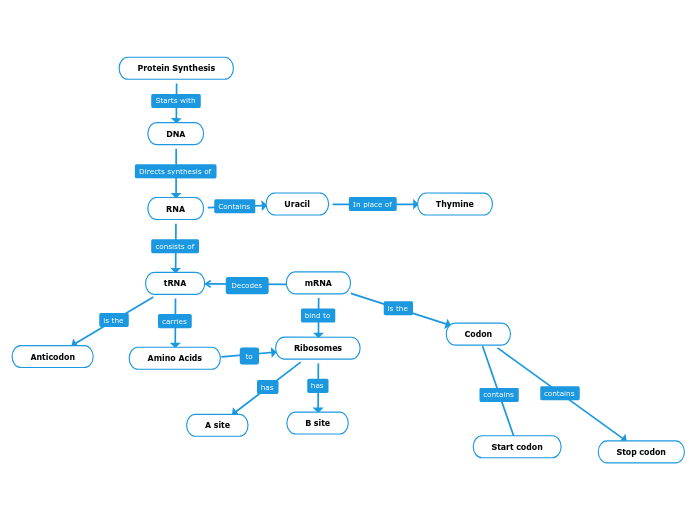 Protein Synthesis