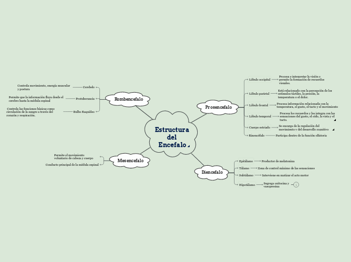 Estructura del Encefalo