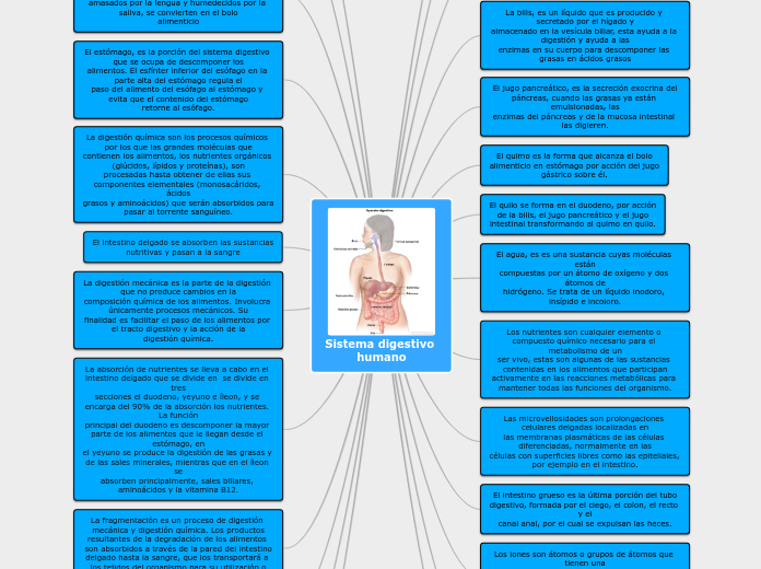 Sistema digestivo humano