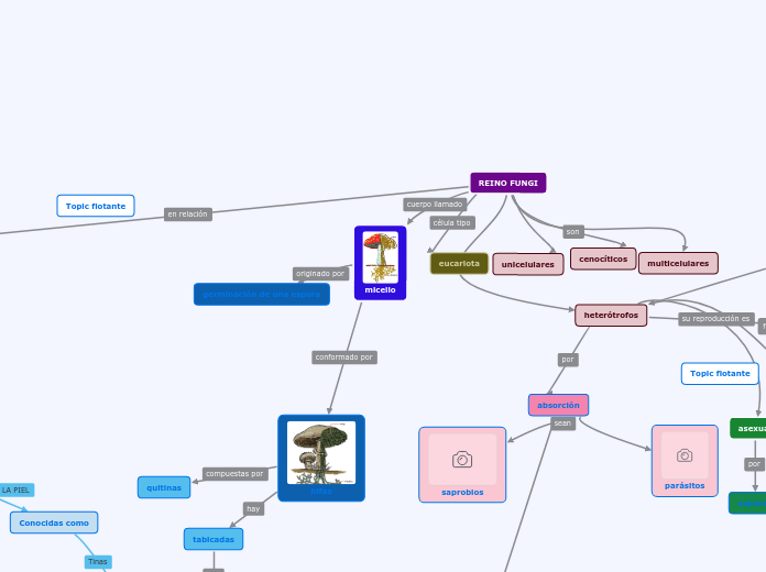 REINO FUNGI - Mapa Mental