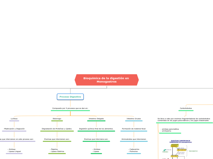 Bioquímica de la digestión en Monogastros
