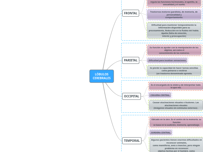 LÓBULOS CEREBRALES