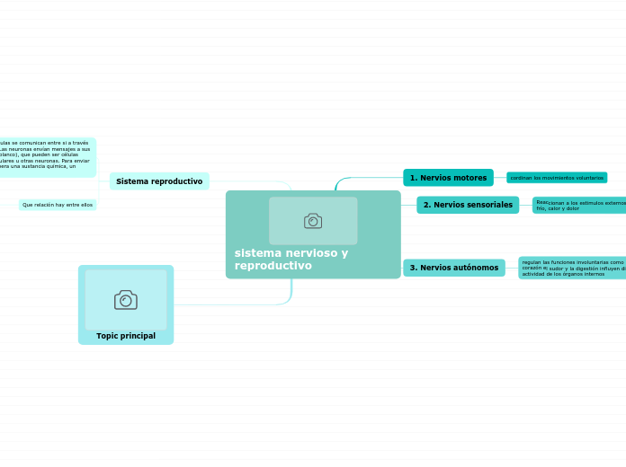 sistema nervioso y reproductivo - Mapa Mental