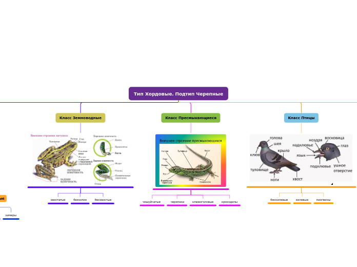 Тип Хордовые. Подтип Черепные - Мыслительная карта