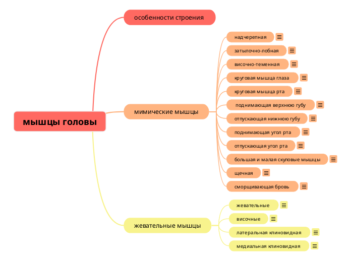 мышцы головы - Мыслительная карта