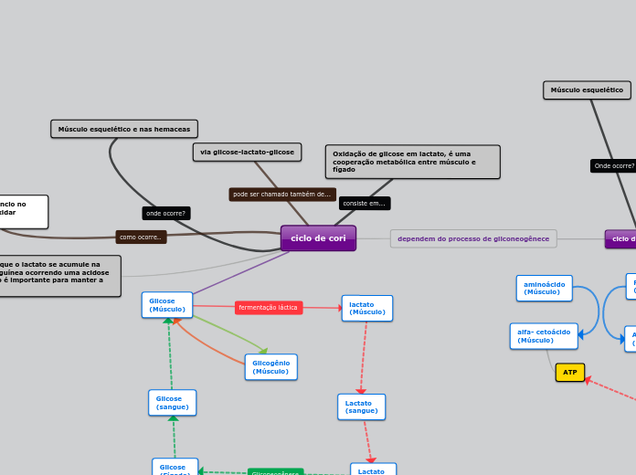ciclo de cori - Mapa Mental
