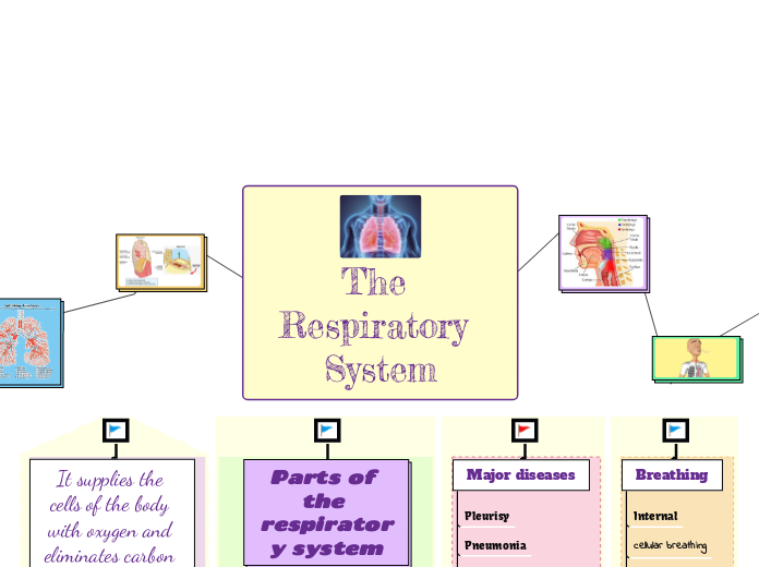 The Respiratory System