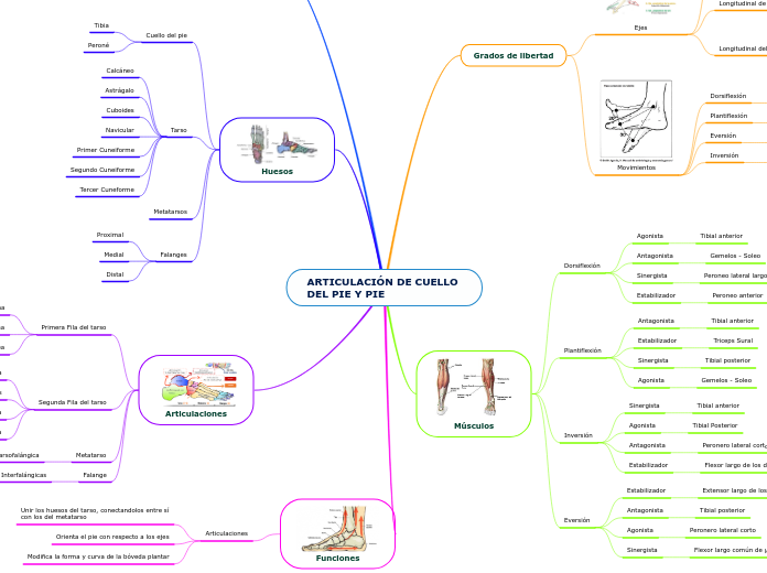 ARTICULACIÓN DE CUELLO 
DEL PIE Y PIE