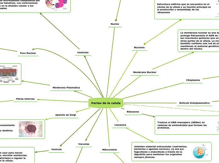 Partes de la celula