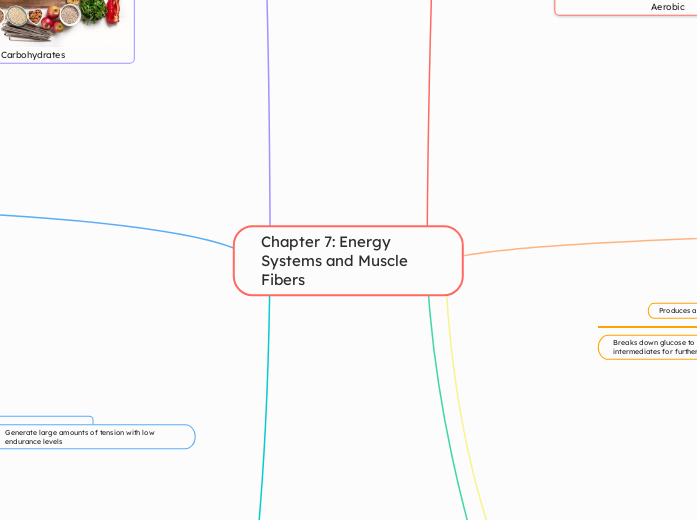 Chapter 7: Energy Systems and Muscle Fibers