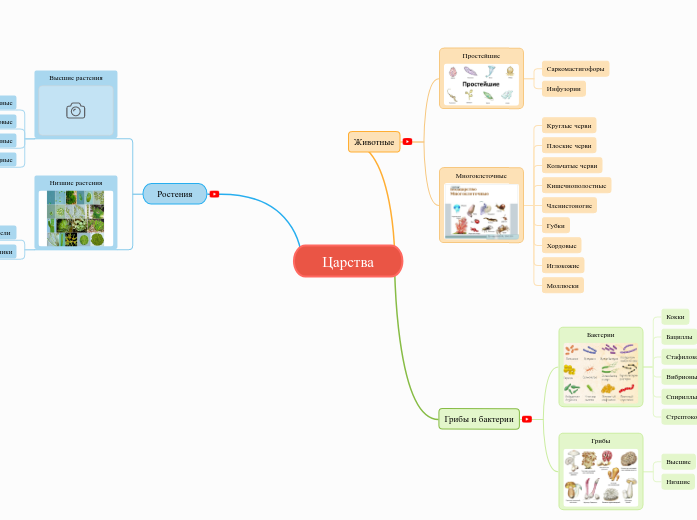 Царства - Мыслительная карта