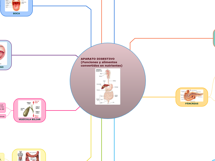 APARATO DIGESTIVO            (Funciones y alimentos convertidos en nutrientes)