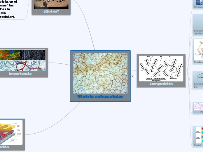 Matriz extracelular