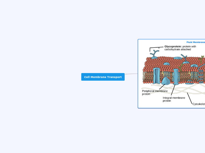 Cell Membrane