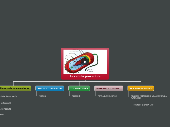 La cellula procariota - Mappa Mentale