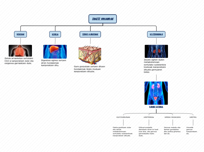 IRAITZ ORGANOAK - Mindmap