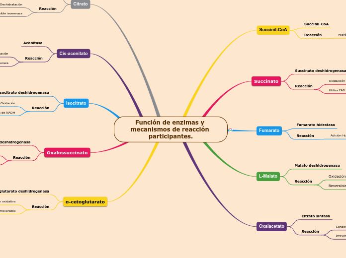 Función de enzimas y mecanismos de reacción participantes.