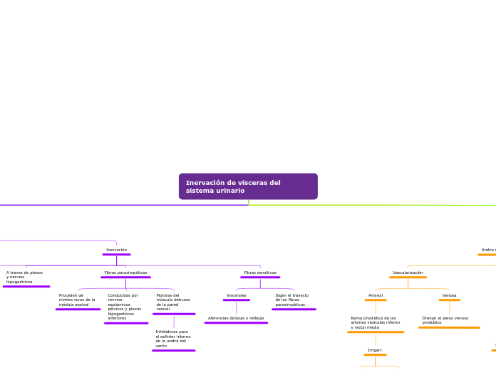 Inervación de vísceras del sistema urin...- Mapa Mental