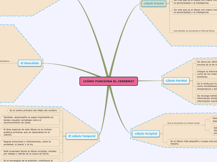 ¿CÓMO FUNCIONA EL CEREBRO? - Mapa Mental