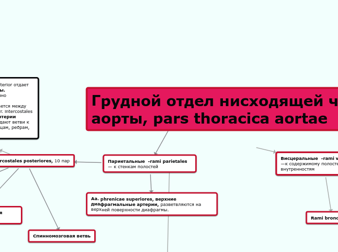 Грудной отдел нисходящей части аорты, pars thoracica aоrtae