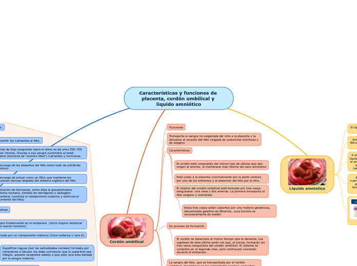 Características y funciones de placenta, cordón umbilical y liquido amniótico