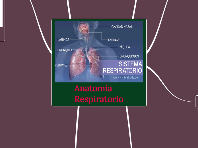 Anatomía Respiratorio 