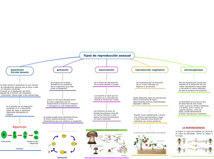 Tipos de reproducción asexual - Mapa Mental