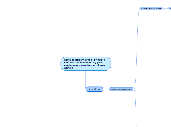 aorta ascendente: va al principio casi recto cranealmente y gira caudalmente para formar el arco aórtico
