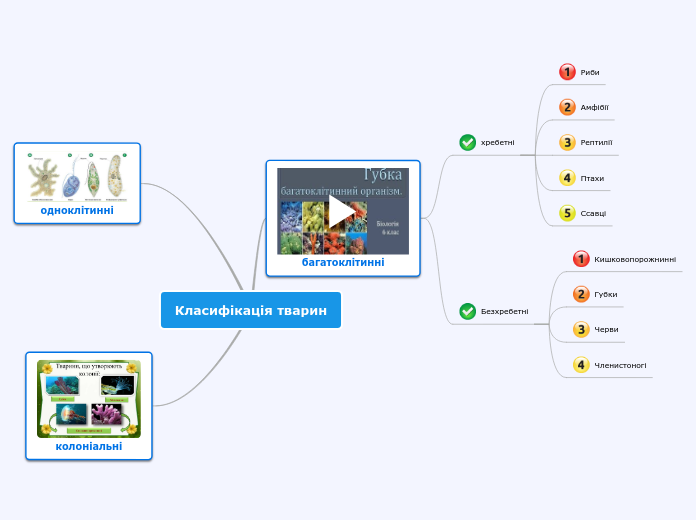 Класифікація тварин - Мыслительная карта