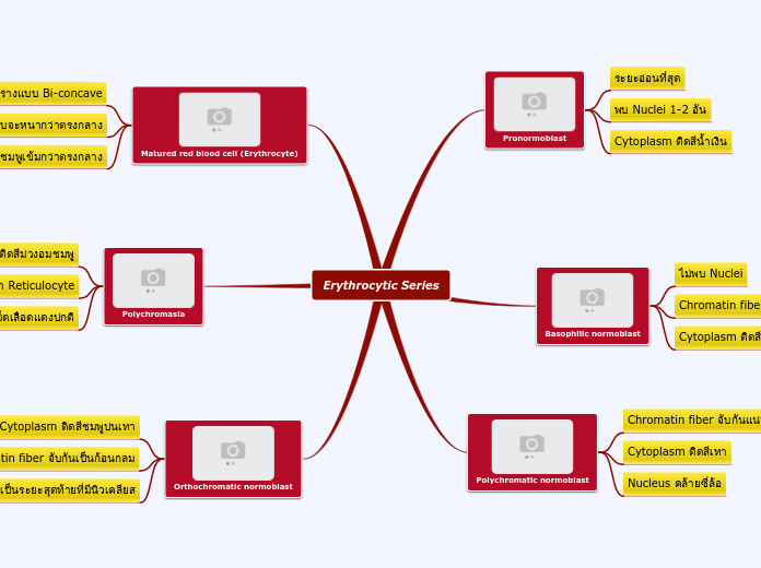 Erythrocytic Series