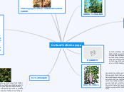 Cultura mhuysqa - Mapa Mental