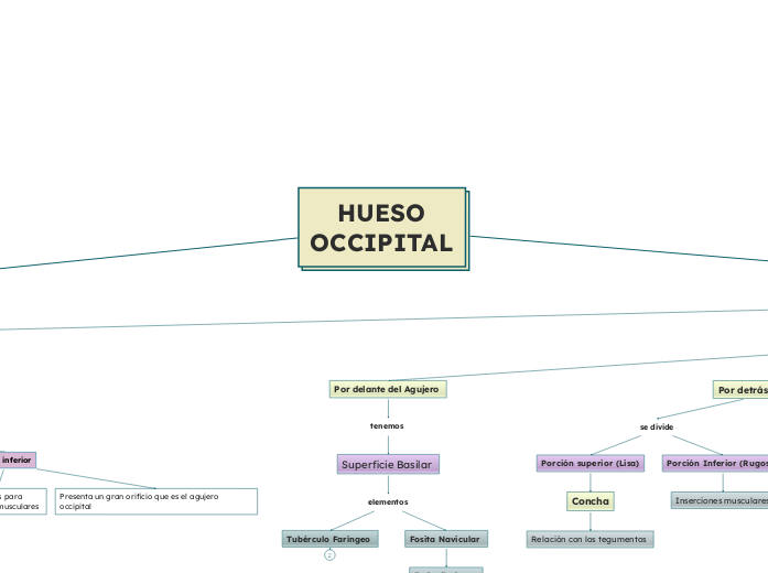 HUESO
OCCIPITAL