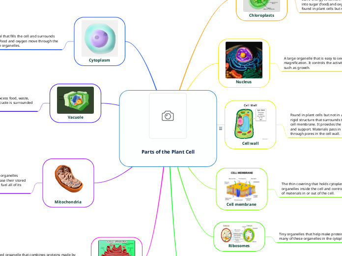 Parts of the Plant Cell