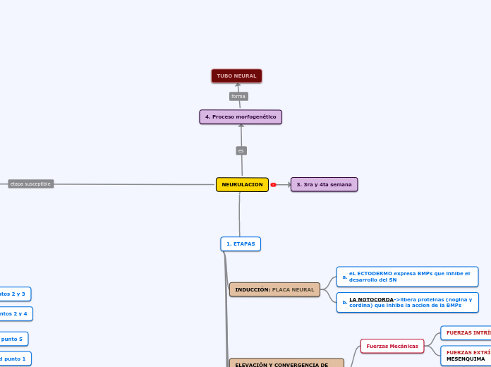 NEURULACION