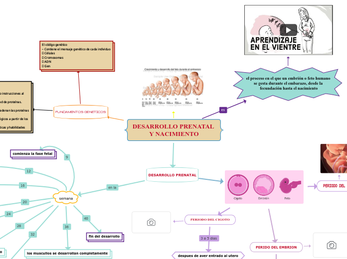 DESARROLLO PRENATAL Y NACIMIENTO