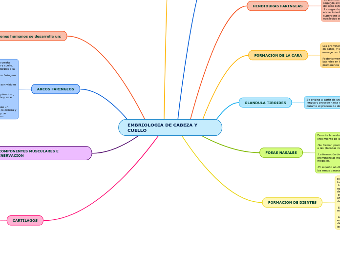 EMBRIOLOGIA DE CABEZA Y CUELLO