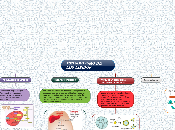 METABOLISMO DE     LOS LIPIDOS