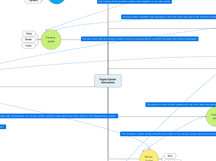 Organ System Interaction