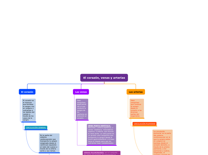 El corazón, venas y arterias - Mapa Mental