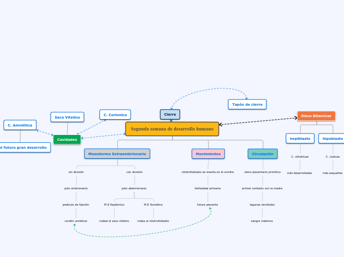 Segunda semana de desarrollo humano - Mapa Mental