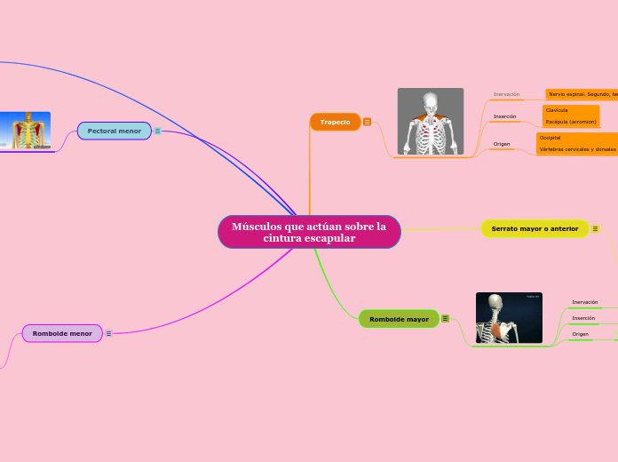 Músculos que actúan sobre la                                          cintura escapular