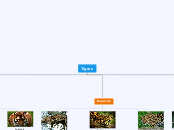 Tigres - Mapa Mental