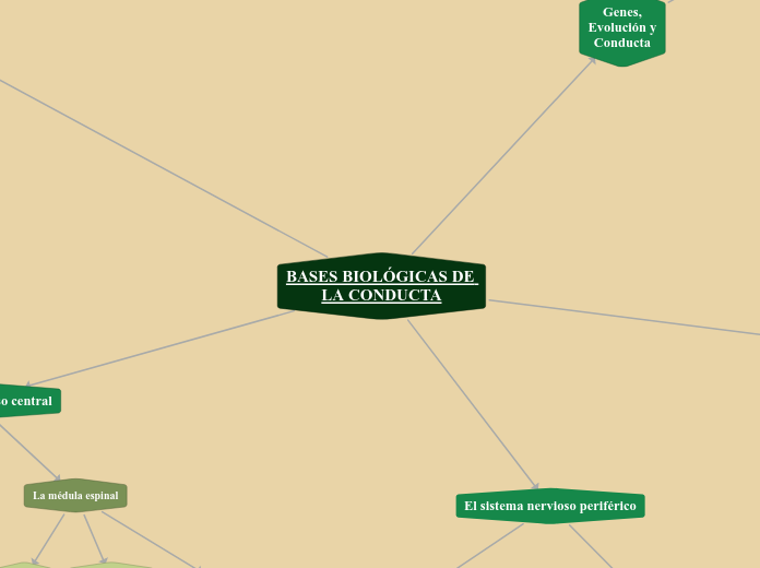 BASES BIOLÓGICAS DE LA CONDUCTA