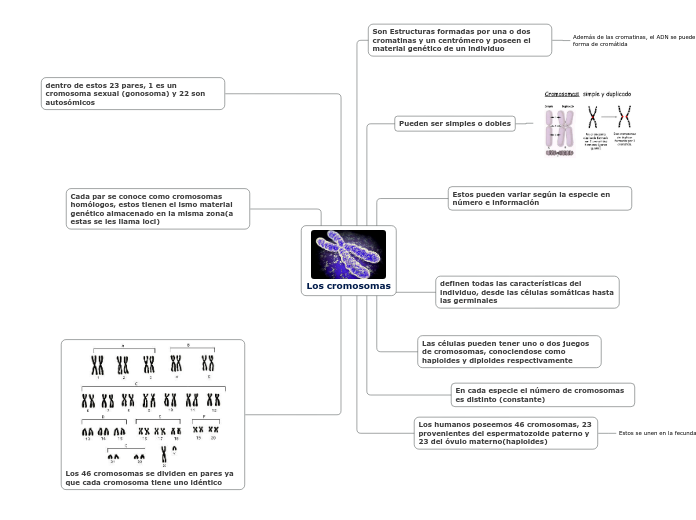 Los cromosomas
