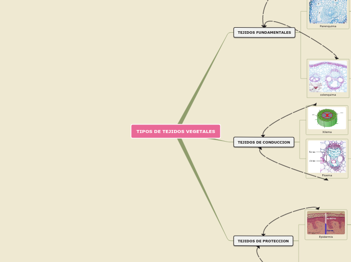 TIPOS DE TEJIDOS VEGETALES - Mapa Mental