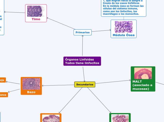 Órganos Linfoides
Todos tiene linfocito...- Mapa Mental